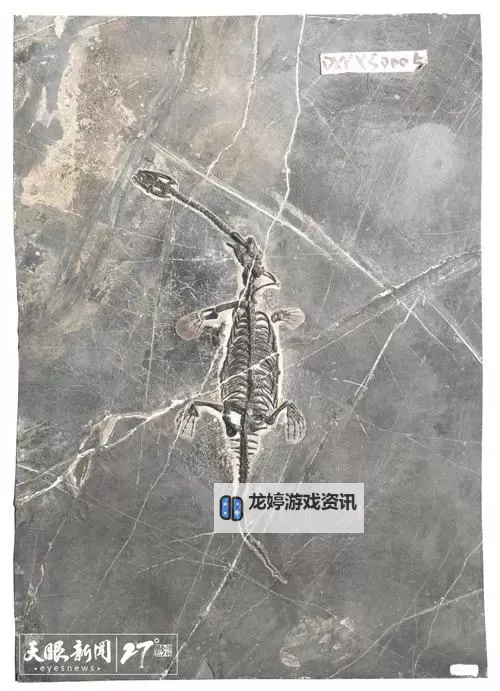 2023年最新贵州龙化石价格表全解析图2