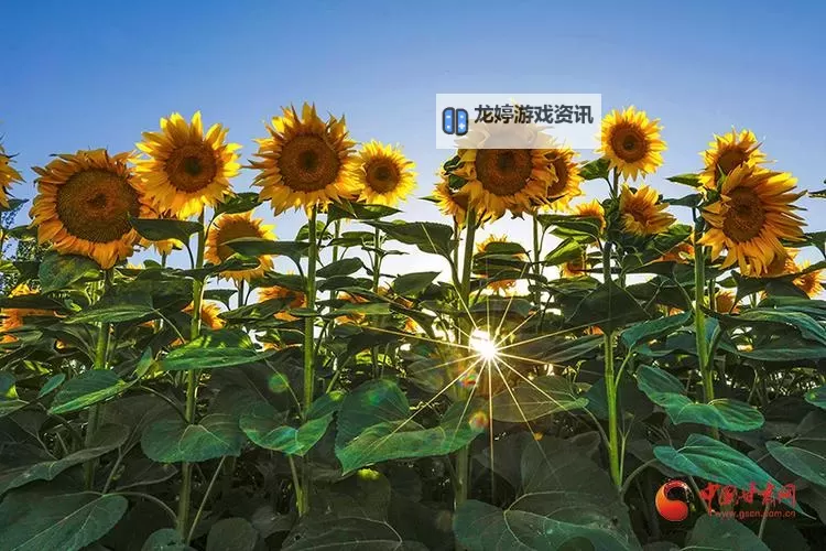 向日葵成人视频:温馨与阳光的独特体验图1