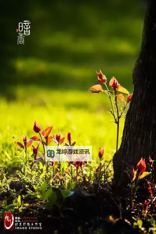 七月丁香九月婷婷:四季轮回中的激情与色彩图1