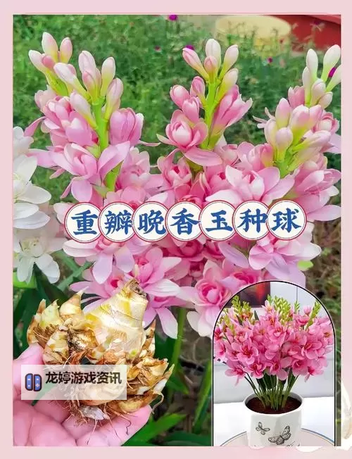 探索优质种子日本资源:提升园艺的最佳选择图1