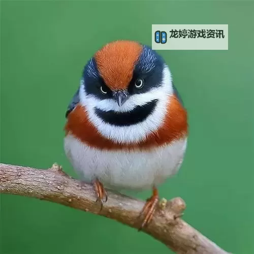 探索赛尔号卡莱肉车的奇幻冒险之旅图1