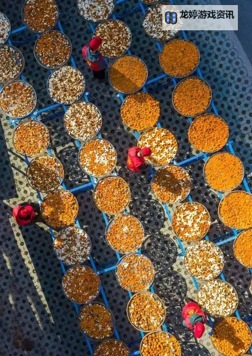 重皮哪里多:揭秘各地重皮集聚地图1