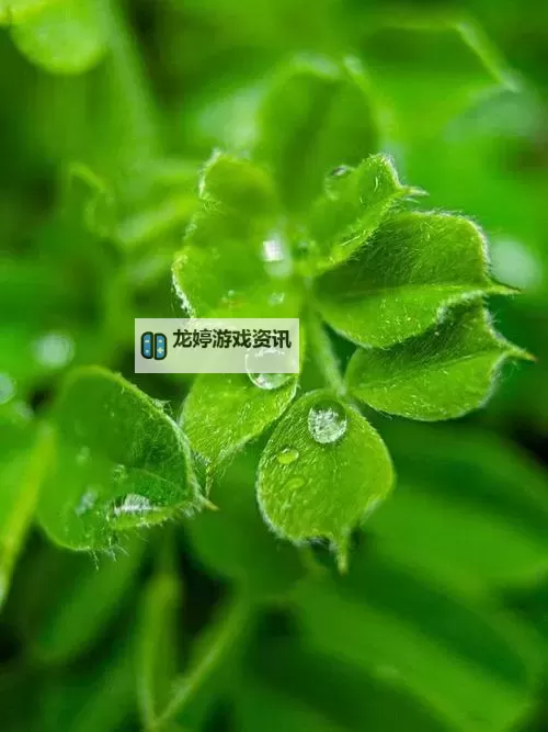 青草青永久在线手机版:畅享绿色阅读的最佳选择图1