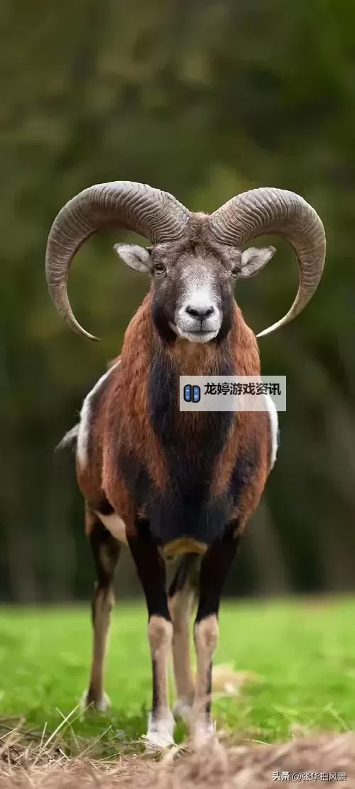 中国梦之声高音哥:用歌声点亮梦想的闪耀之路图1