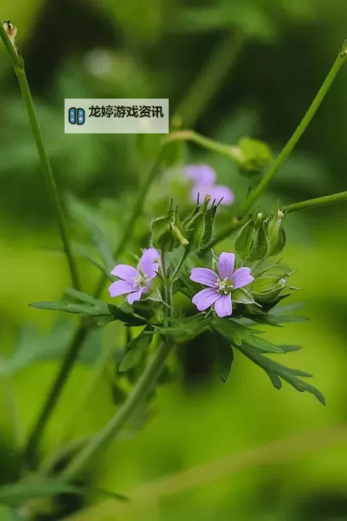 探索精彩纷呈:韩国野花视频8全景赏析图1