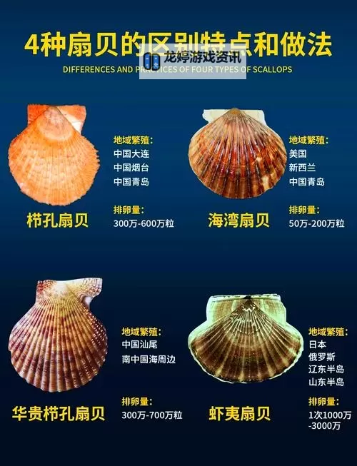 探索美味新体验:再把腿X开一点就可以吃到扇贝了图2