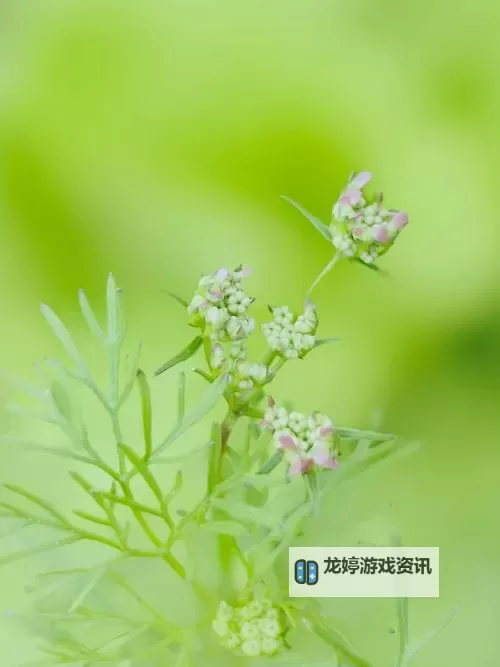 超碰青青草人人:绿色互动的美好体验图1