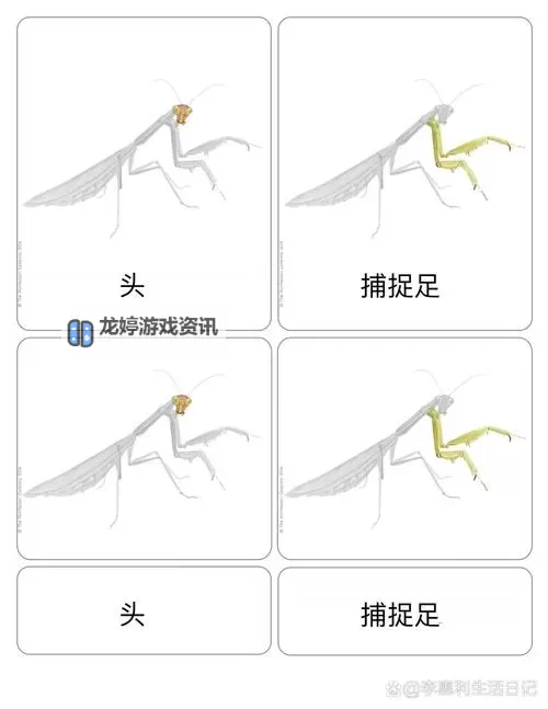 螳螂可以出法装吗:揭秘螳螂的法术潜能与可能性图1