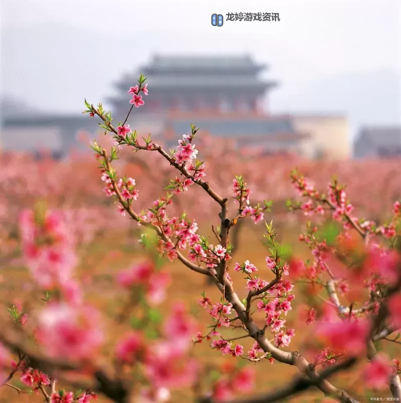 色花堂论谈：探寻繁花背后的文化意蕴图1