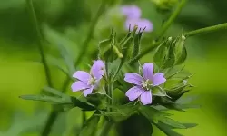 天神到底是谁的化身：神祇背后的真相揭秘