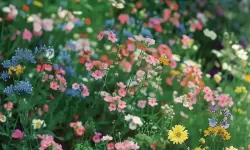 探索精彩纷呈：韩国野花视频8全景赏析