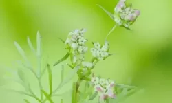 超碰青青草人人：绿色互动的美好体验