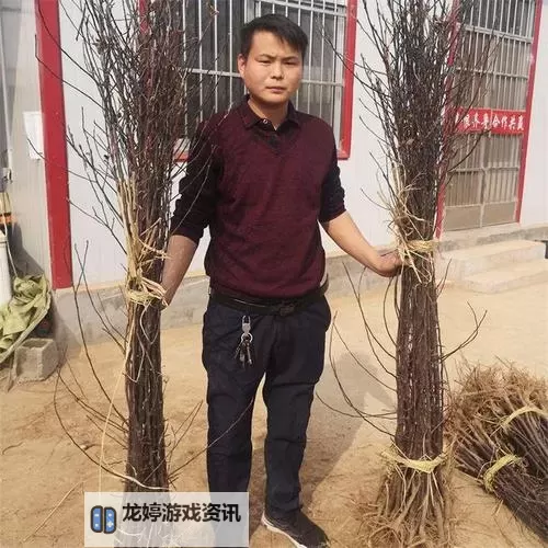 提升果园效益:优质RB灌溉JY系统助力海棠高产盈利图1