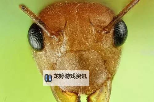 探索精彩内容：品色堂永久的免费论坛全面解析图1
