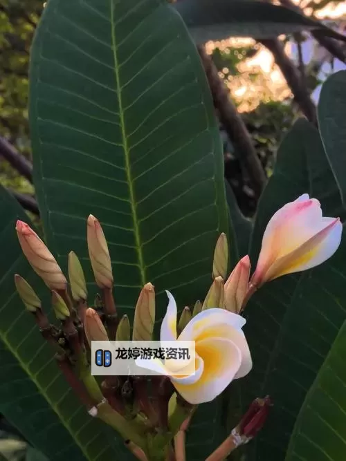 春暖花开:性巴有你exe携手绽放的美好瞬间图1