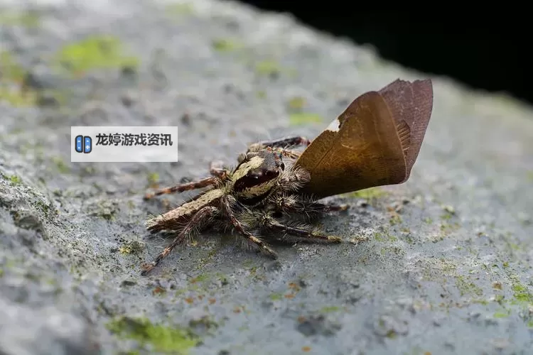 珍珠龙伞怕霜冻吗:养护指南与防护措施解析图2