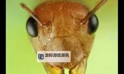 探索精彩内容：品色堂永久的免费论坛全面解析