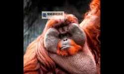 探索精彩纷呈的内容：55sese亚洲在线视频全方位解析