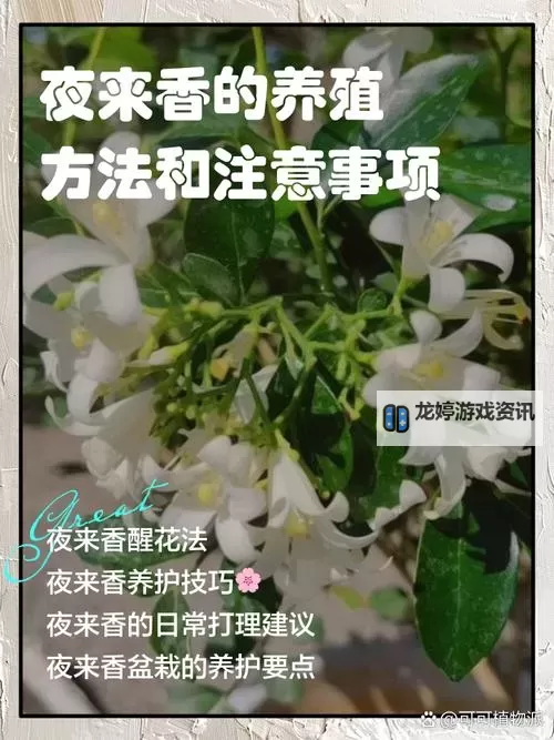夜来香扦插72小时:成功萌芽的关键技巧与养护指南图1