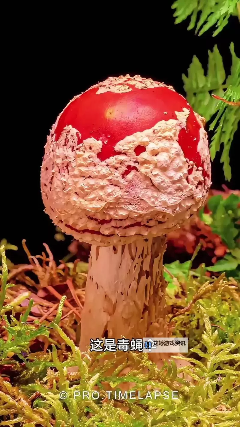 艾萨拉雾菇哪里采:最佳采摘地点与季节指南图1