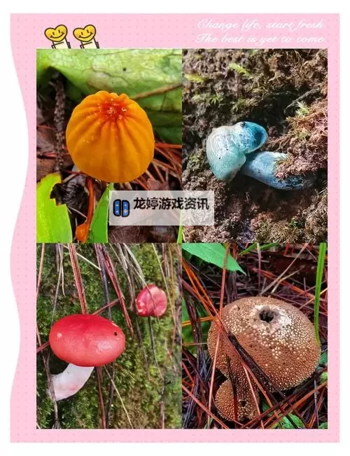 艾萨拉雾菇哪里采:最佳采摘地点与季节指南图2
