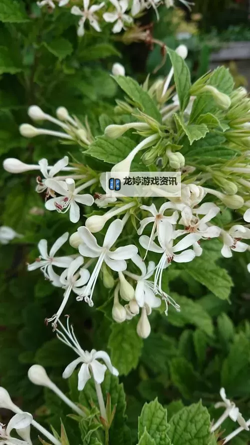 《诛仙世界》奶灵汐技能机制及手法教学 奶灵汐天书加点与装备星魄推荐图2