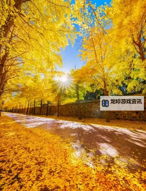 探索户外插bbbbb的精彩体验与实用指南图1