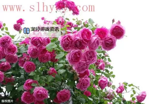 一卡二卡国色天香:探秘绝美美景背后的文化盛宴图1