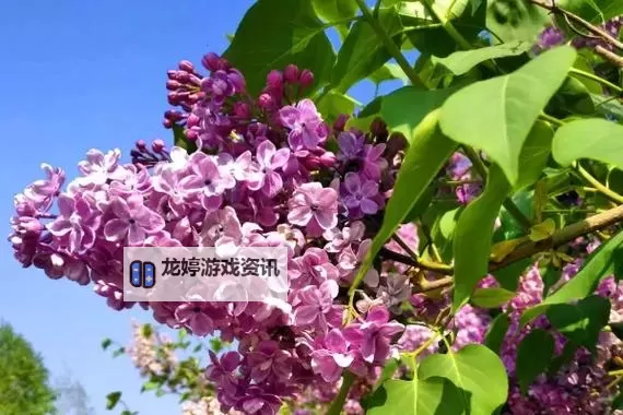 五月丁六月香综合:春夏交替的芳香盛宴图1