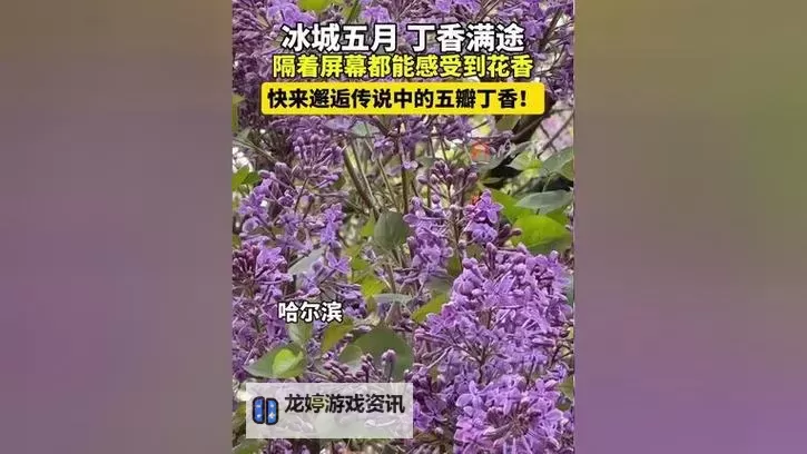 探索欢乐影像盛宴:五月丁香电影带你领略多彩视界图1