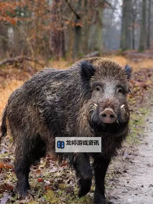 探索中国国产免费毛卡片：新颖实用的选择推荐图1