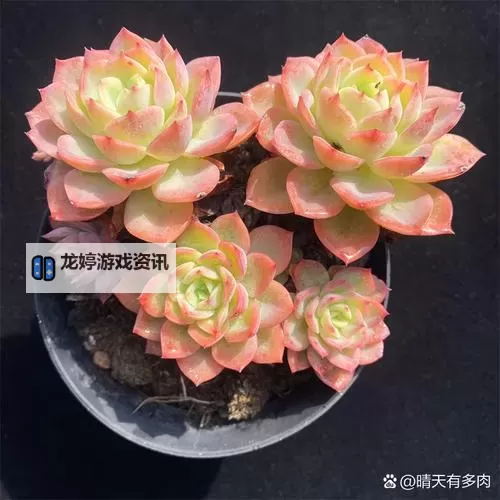 整篇都是车的多肉1V3比P:另类赛车风格全解析图1