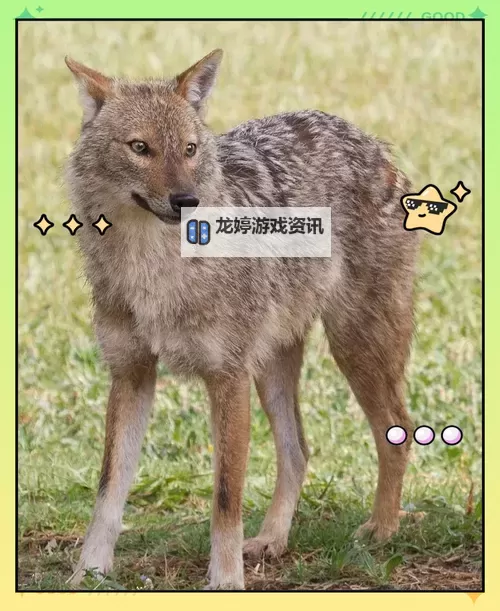 亚洲同人狼:探索亚文化的多元世界图1