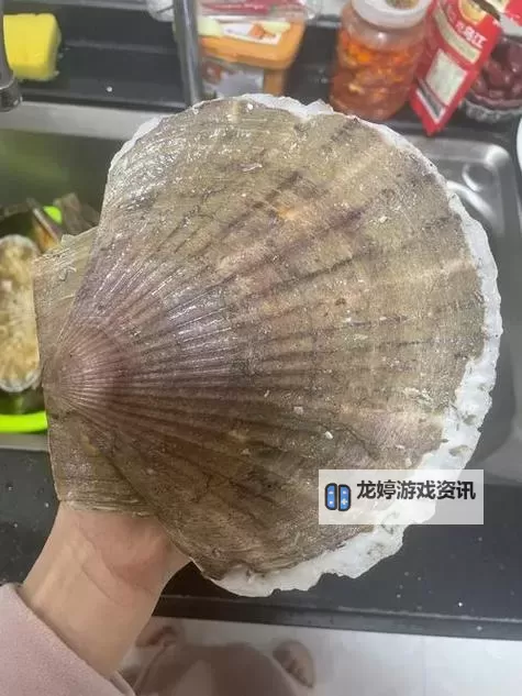 在把腿张大点我就可以吃到扇贝了:一段令人忍俊不禁的趣味对话图2