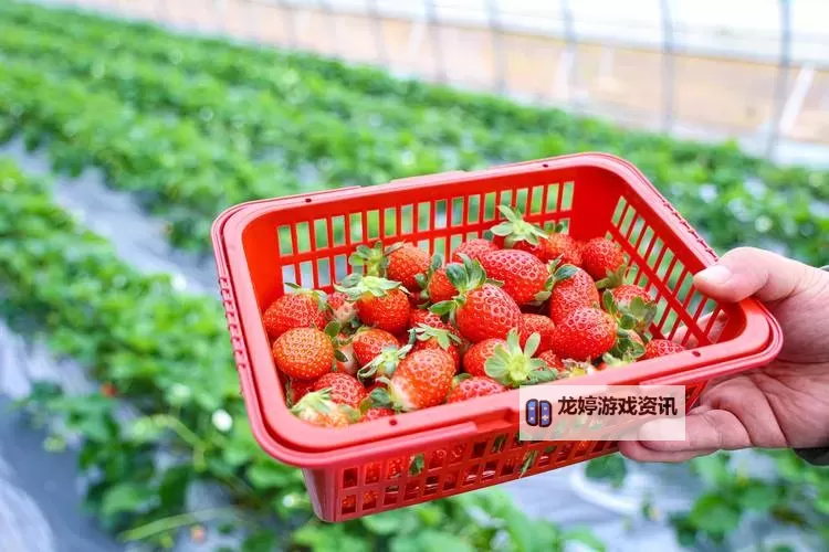 草莓视频在线观看 新版上线，带来全新观看体验图1