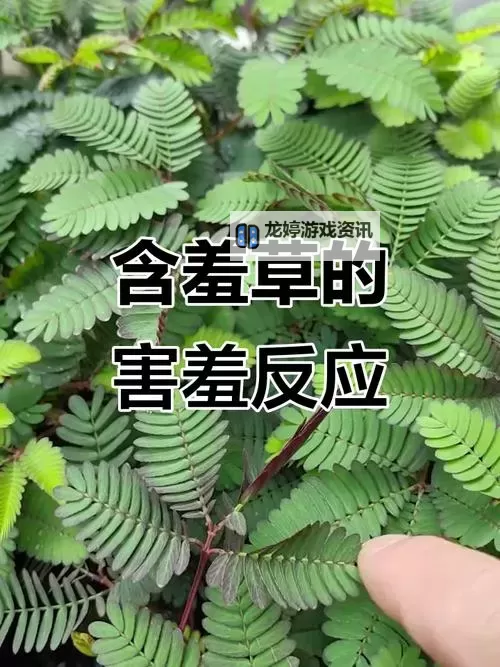 含羞草www免费人成网站视频:探索自然界中的巧妙生物现象图1