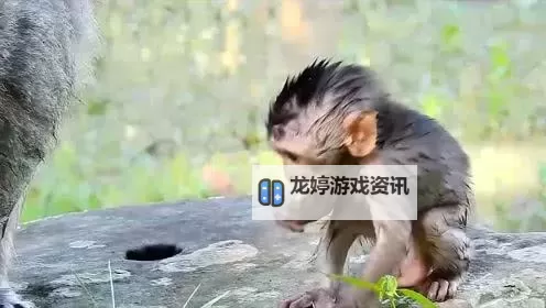 【趣味分享】真是不经弄的小东西视频，带你发现生活中的小确幸图1