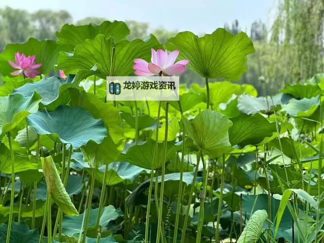 《绿茵传奇》Bingo时刻幸运降临图1