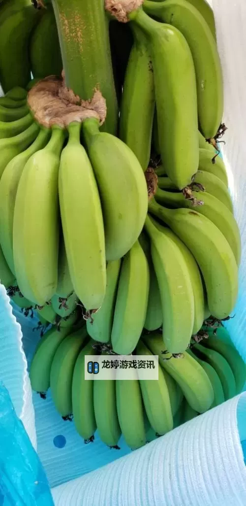 全新体验:九九香蕉视频带你畅享极致视觉盛宴图1