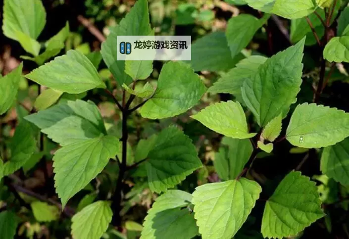 九草在线观看：畅享高清影视体验的最佳平台图1