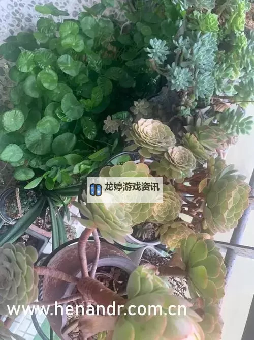 春暖花开,性吧有你BT:回归热烈青春的精彩时刻图1