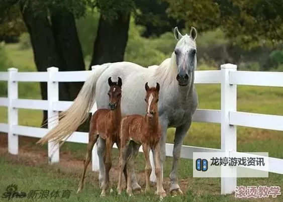 揭秘最新的ZOOM动物马:科技创新引领动物虚拟体验新潮流图1