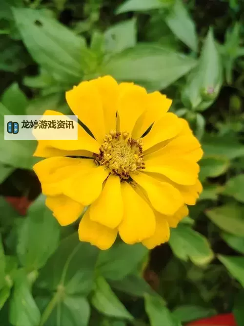 探索精彩内容:野花论坛最新视频全新上线图1