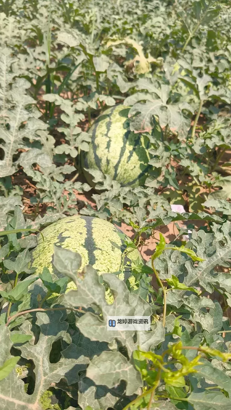 全面指导：如何使用 « akọkọ » 俺去啦 导航实现高效上网图2