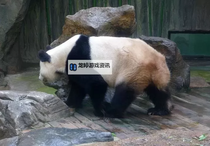 中国zoo的秘密:城市动物园里的日常与奇遇图1