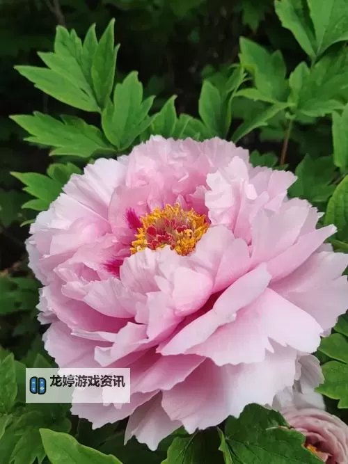 在 www.国色国 的花海里,寻回千年的国色图1