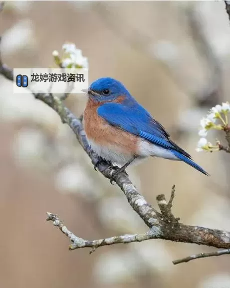 反恐通缉令双开挂机软件推荐  怎么双开反恐通缉令详细图文教程图1